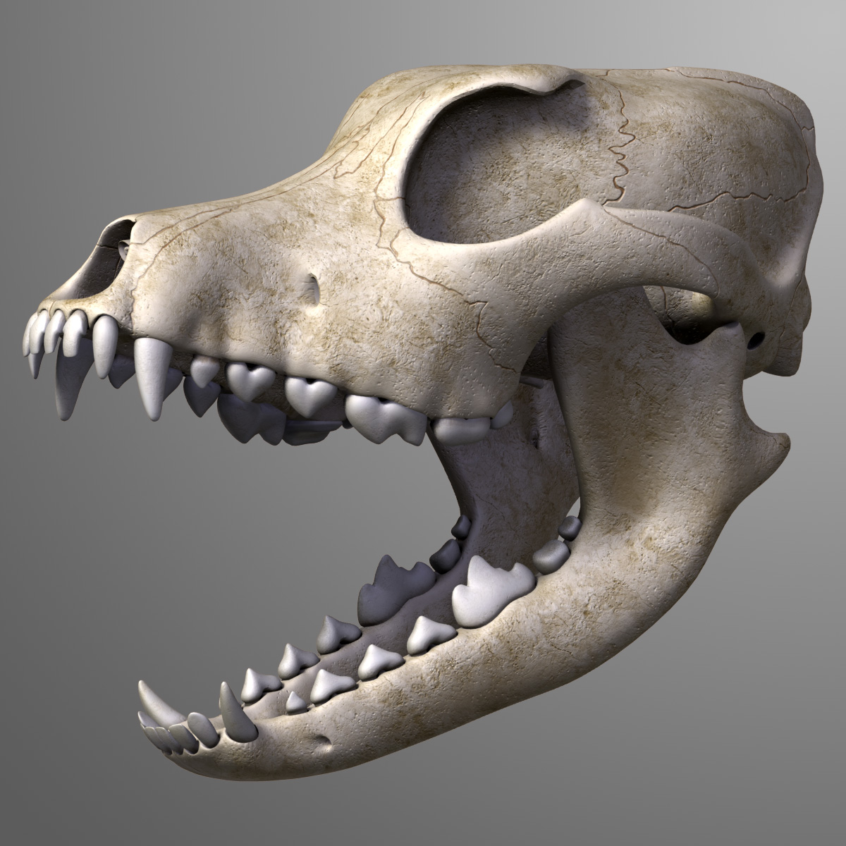 realistic dog skull 3d model