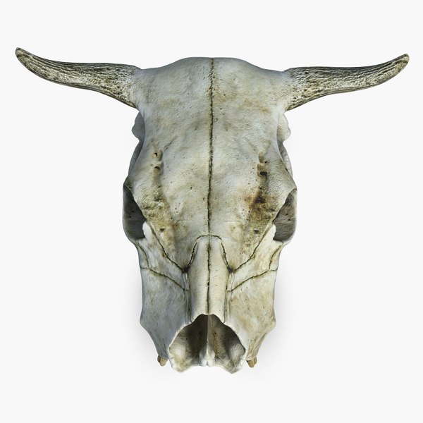 cow skull 3d model.