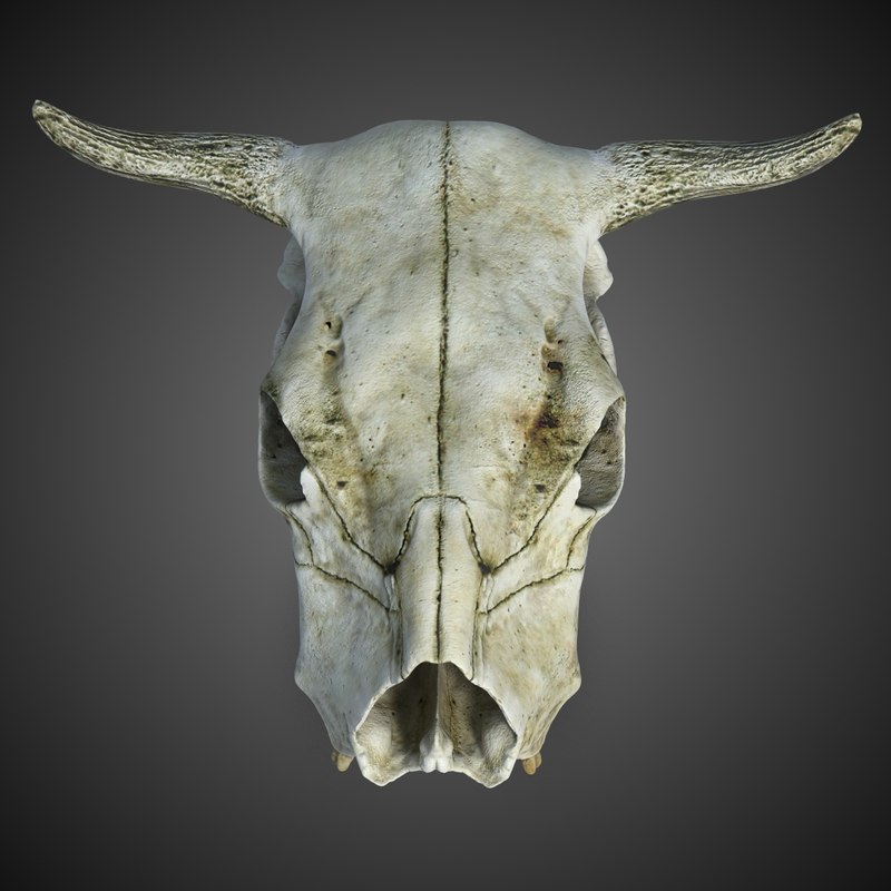 cow skull 3d model