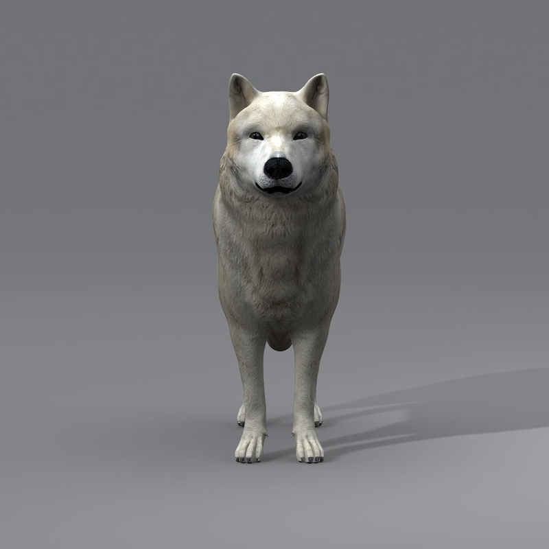 3d model arctic wolf