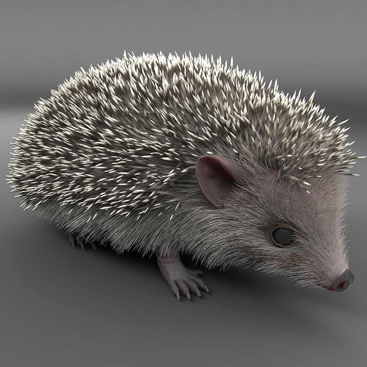 hedgehog modelled 3d model