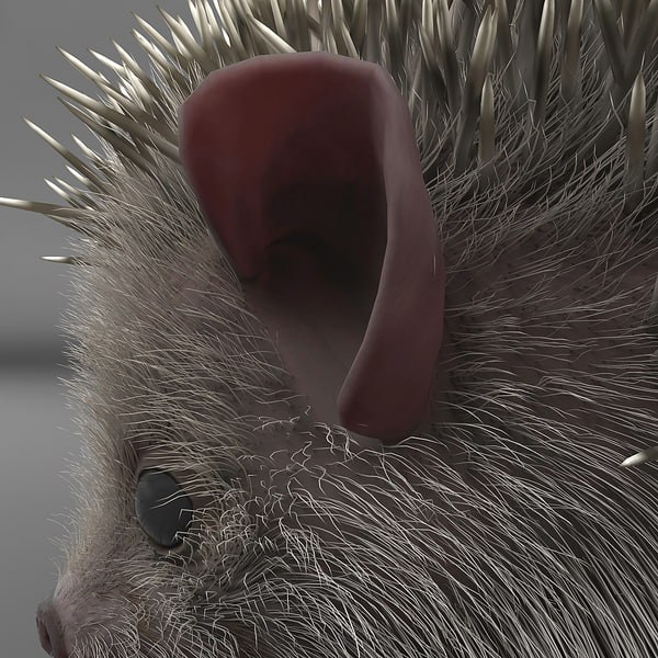 hedgehog modelled 3d model