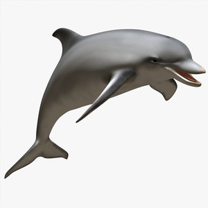 dolphin animations blowhole c4d