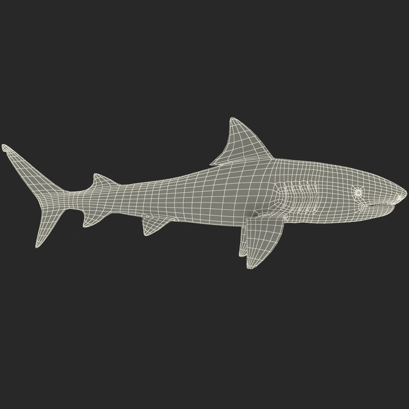 3d tiger shark