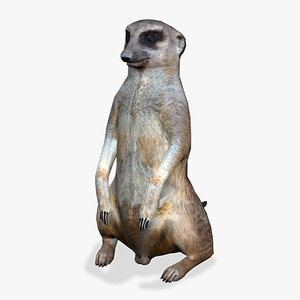 meerkat 3d model