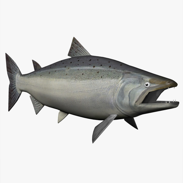 coho salmon