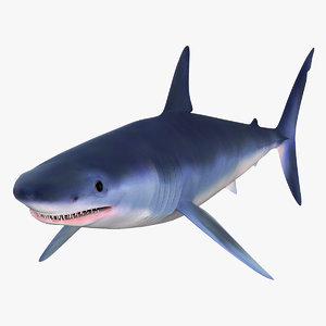 mako shark 3d model
