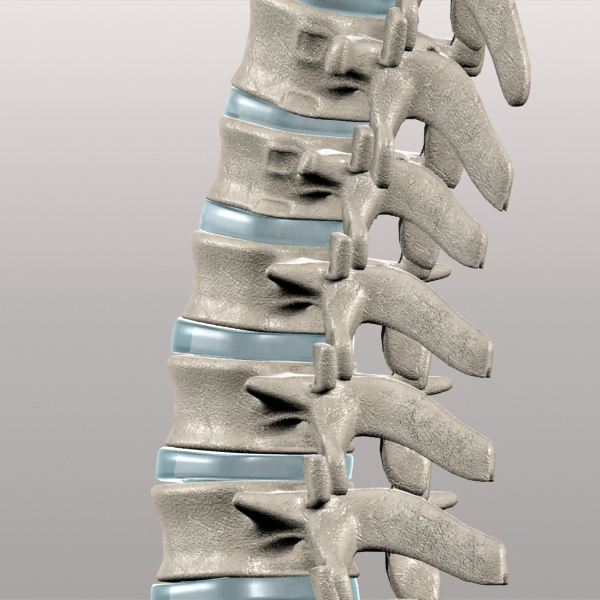 人体脊柱3d模型