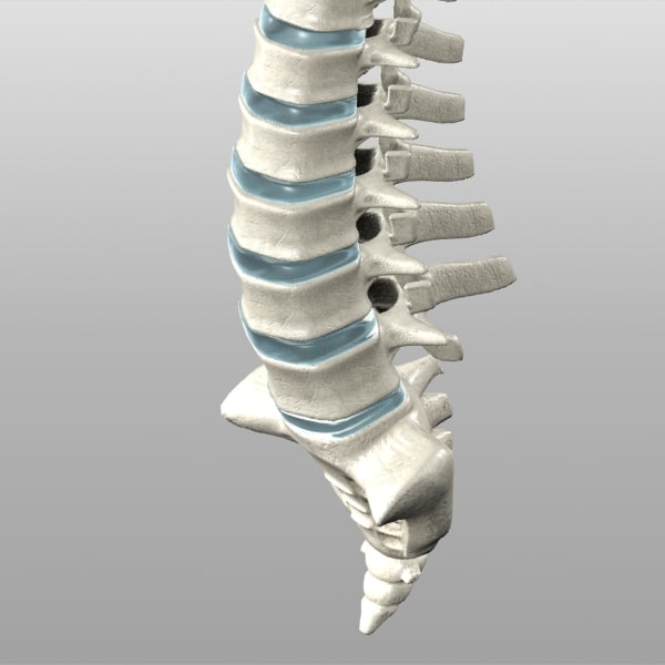 human spine 3d 3ds