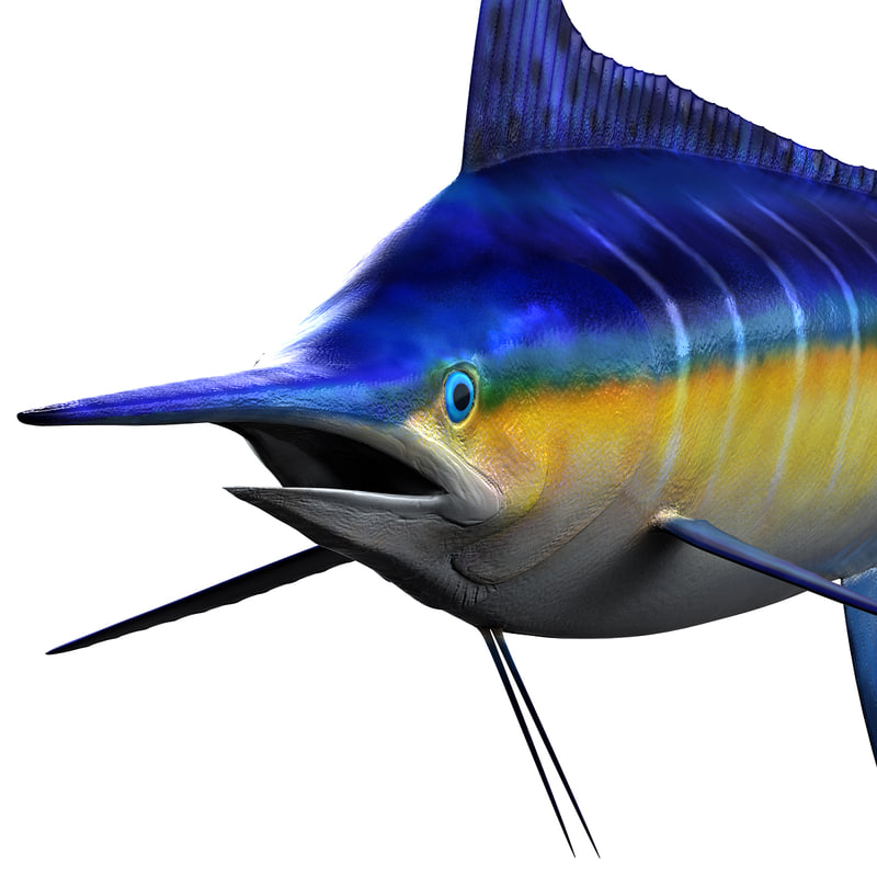 3ds max marlin fish