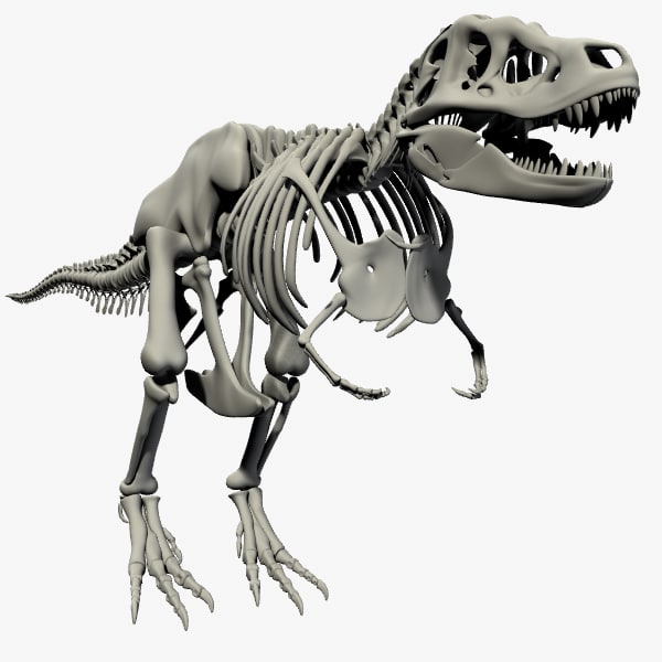 rex skeleton