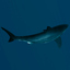 great white shark obj