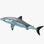 great white shark obj