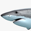 great white shark obj