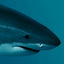 great white shark obj