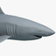 great white shark obj