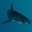 great white shark obj