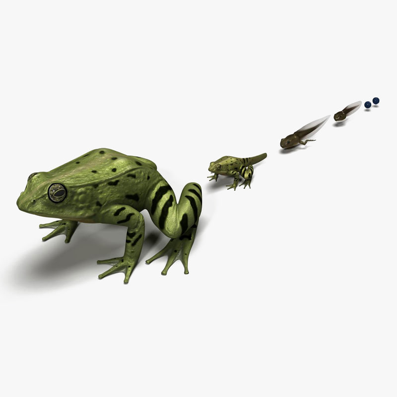 frog evolution max