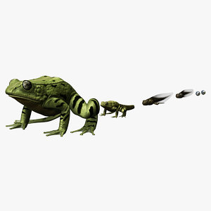 frog evolution max
