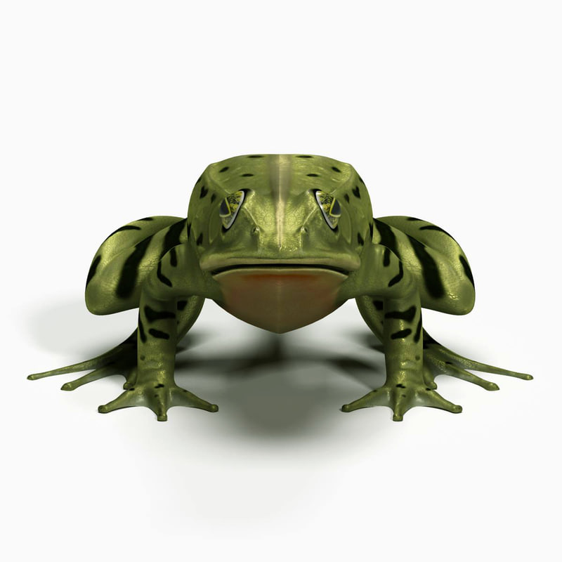 frog evolution max