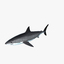 great white shark obj