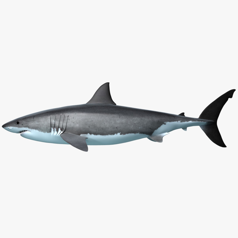 great white shark obj https://static.turbosquid.com/Preview/2014/05/19__22_11_01/sideGWS.jpg894805b0-5f8b-4469-b7de-85c178a6cbaeOriginal.jpg
