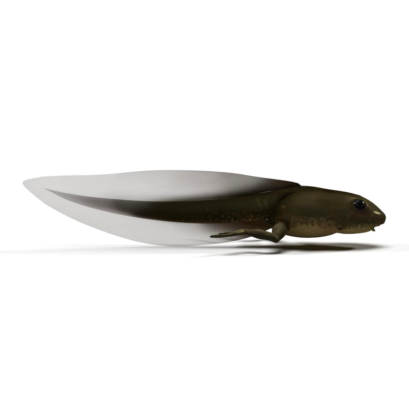 frog tadpole 2 3d model