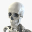 3d model human skeleton