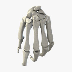 3d human bone hand