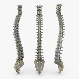 3d human spine