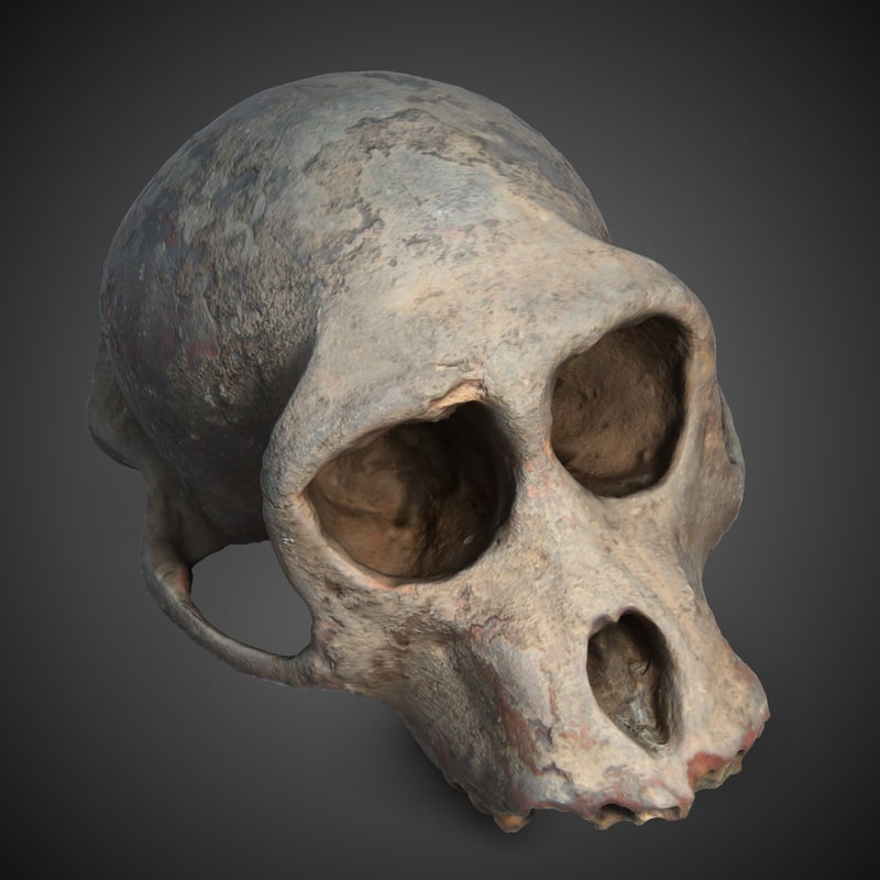 3Ds Max Skull Full Version Cracked