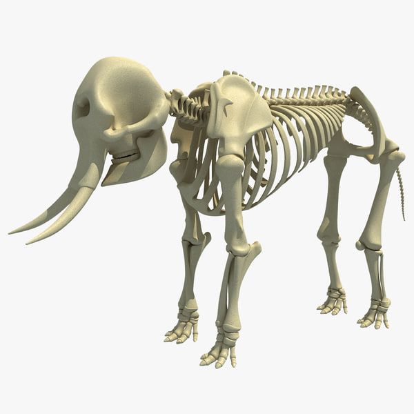 african elephant skeleton 3d 3ds