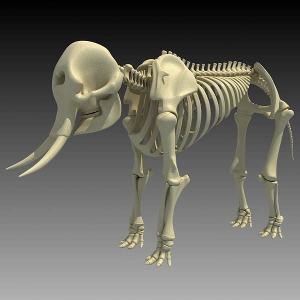 African Elephant Skeleton 3d 3ds