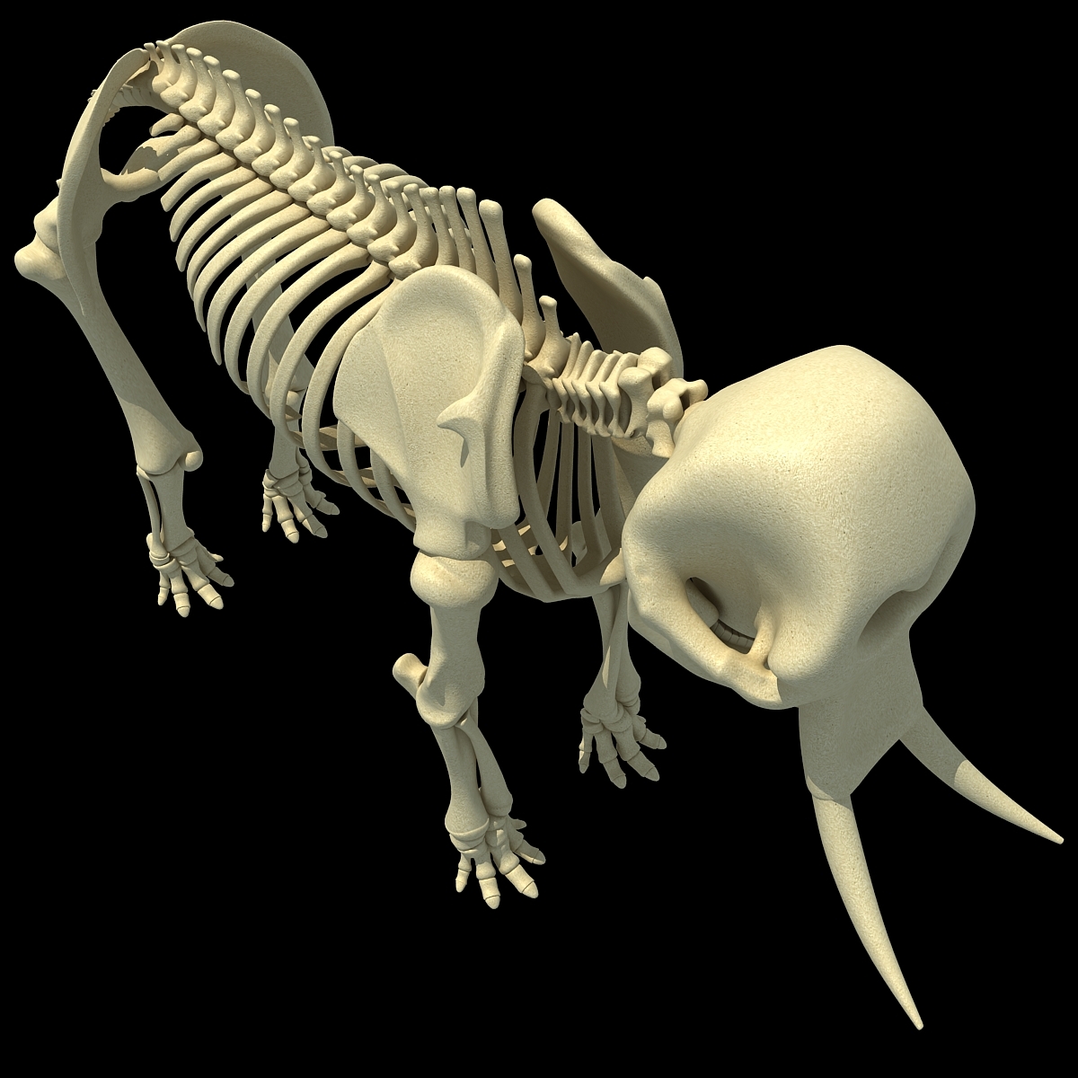 大象骨骼复原图图片