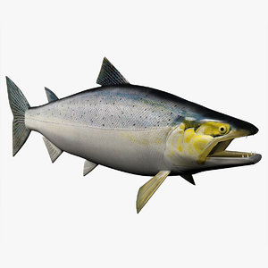 3d chinook salmon