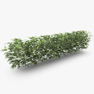 c4d casual common beech hedge