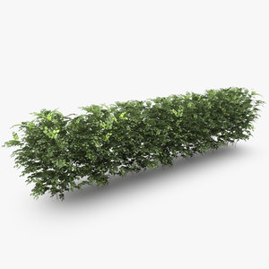 crowded common beech hedge 3d model