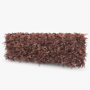copper beech hedge 3d c4d