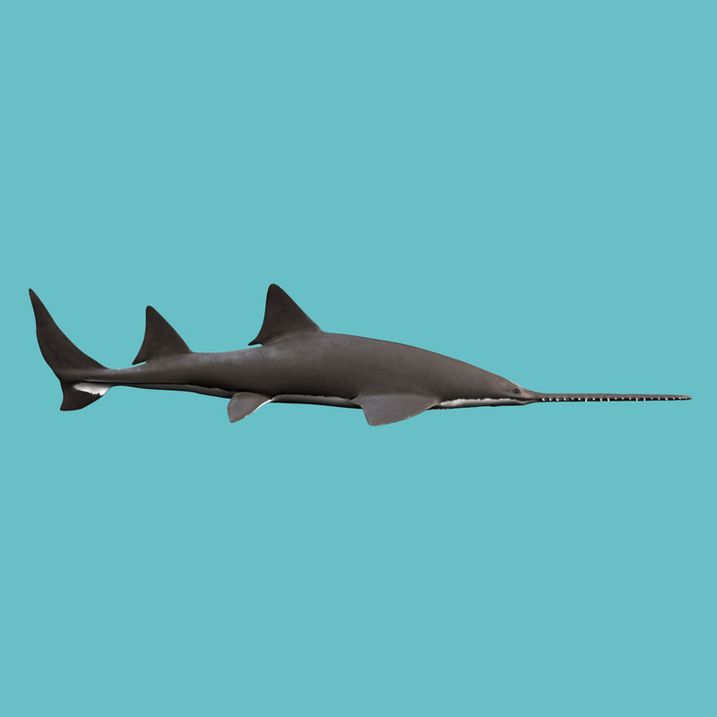 sawfish fish 3d max