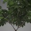 max photorealistic ornamental tree