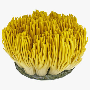 coral fungus 3d model