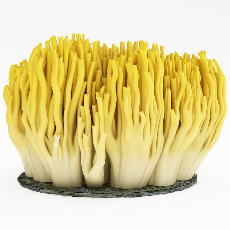 珊瑚真菌3d模型