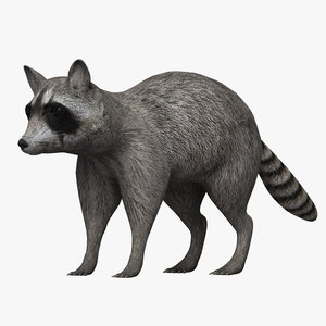 3d model of raccoon