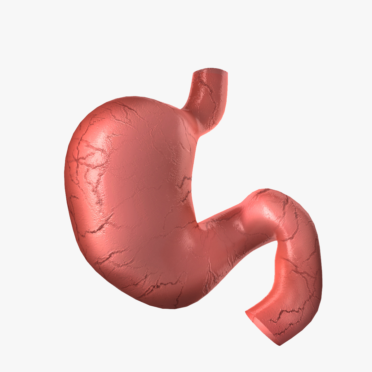 human stomach 3d model