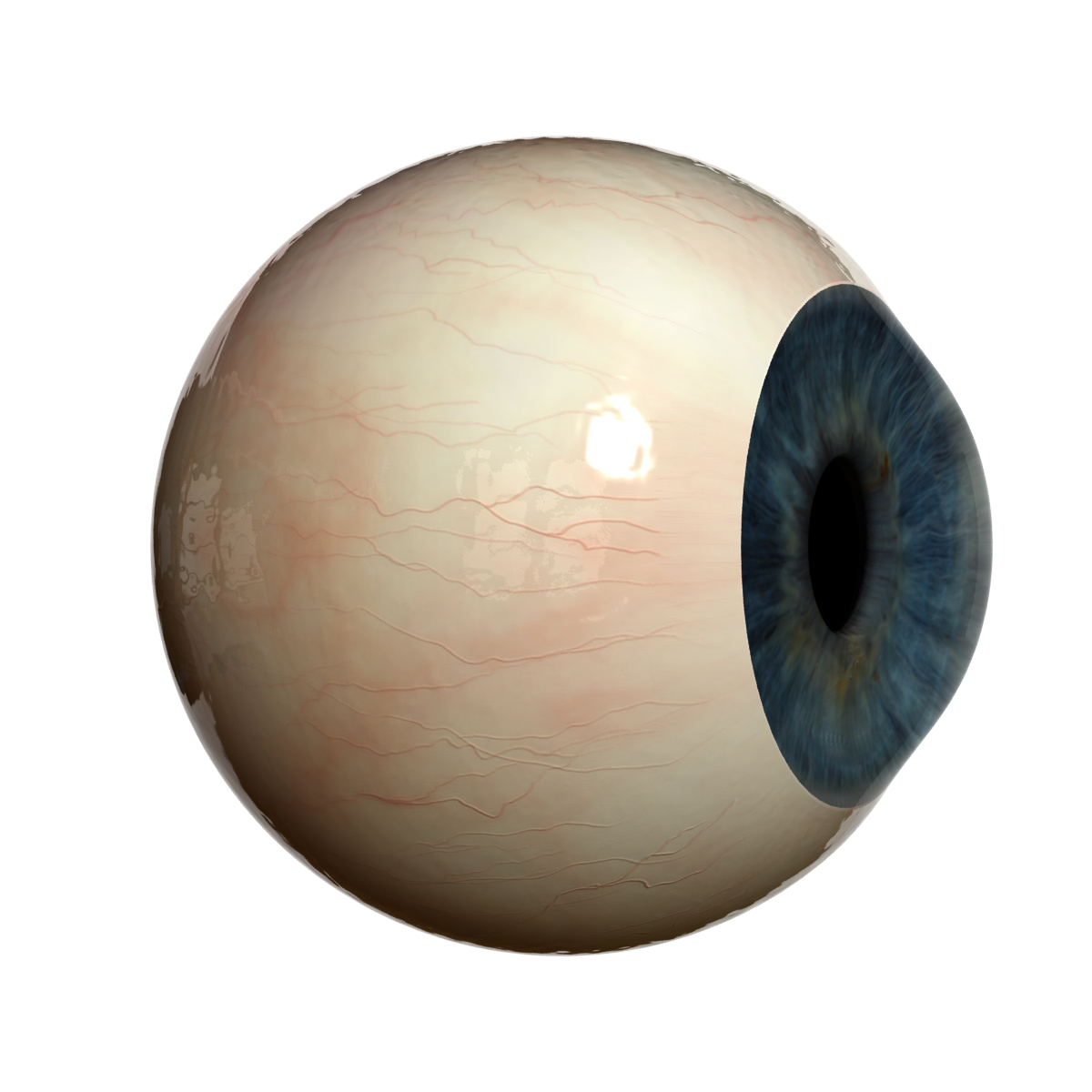 3d eyeball sclera iris