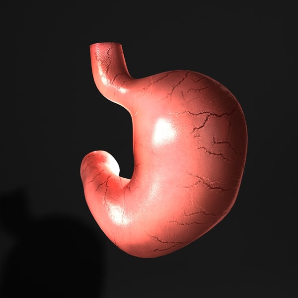 human stomach 3d model