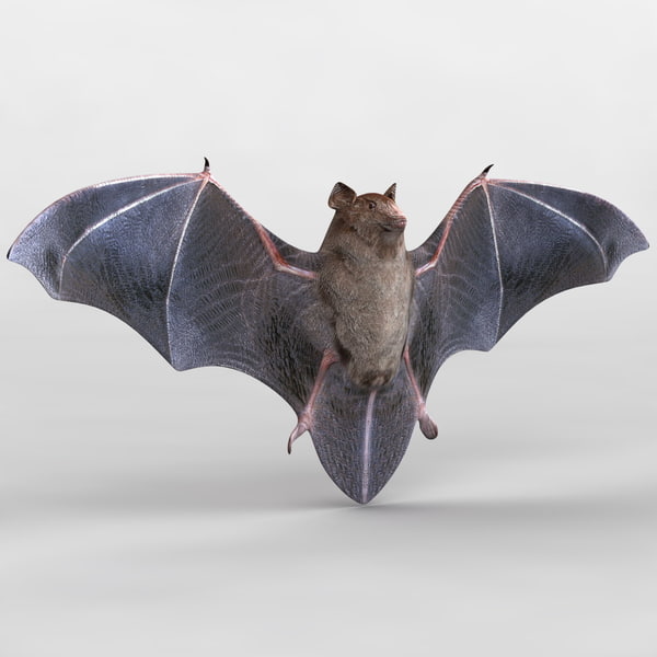 Летучие мыши 3 класс. 3d bat. Летучая мышь 3d. Летучая мышь моделька. Летучая мышь на 3д принтере.