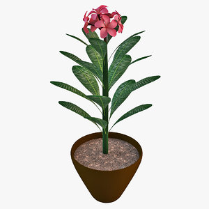 3d pink plumeria plant flower