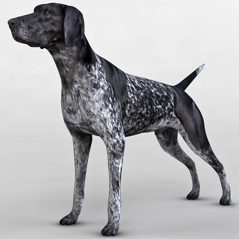 Max German Shorthaired Pointer