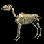 3d model horse skeleton